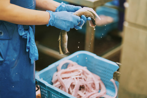 【骨切り済・揚げるだけ】瀬戸内産 ハモフライ 500g 冷凍 - 瀬戸内海産 天然なまこ通販｜瀬戸内なまこ屋
